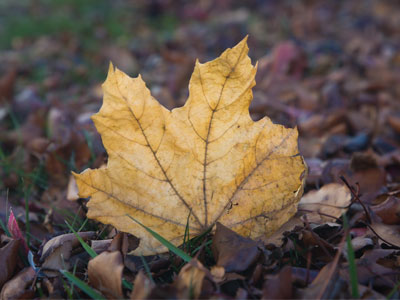 Today is the last day of fall.  Can spring be far behind?