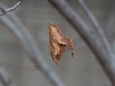 This is a typical nature photo in December.