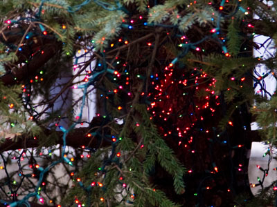 The heart of the evergreen (see December 7 above).