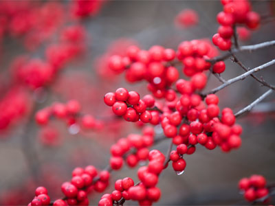 The holly bears a berry as red as any blood.