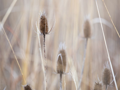 The prairie -- normally so full of life -- was silent today.