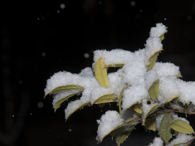 I`m dreading of a white Christmas.