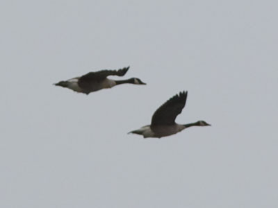 `Let`s wait to migrate, you said.  There will be less traffic, you said.`