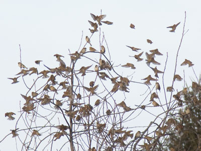 The more cold and hungry they are, the more they flock.