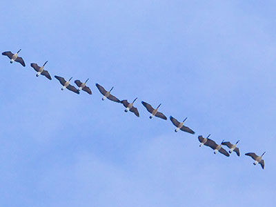 What do sparrows think when they looked up at geese?