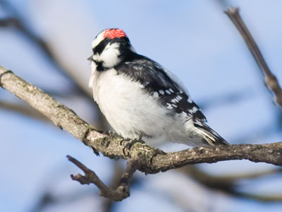 With the temperature around 10 degrees, this woodpecker banged its head all day trying to find food.