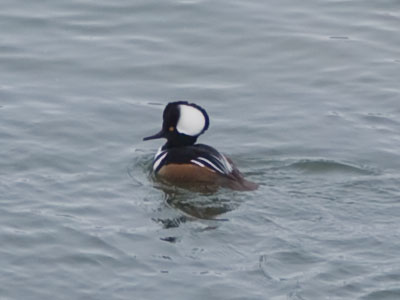 If you were a hooded merganser from northern Canada, you`d fly to Ohio and think it`s warm enough to swim.