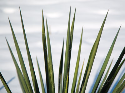 There`s still some green in the garden.