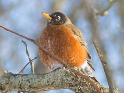 I`m not being repetitive.  It`s a different robin, see?