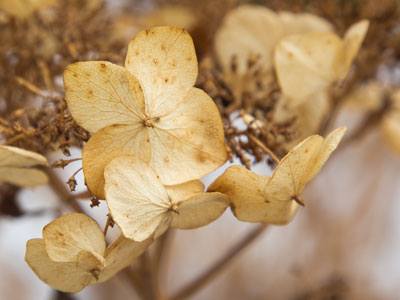 Today it was above freezing for the first time in weeks, so I went outside just to remember what that felt like.