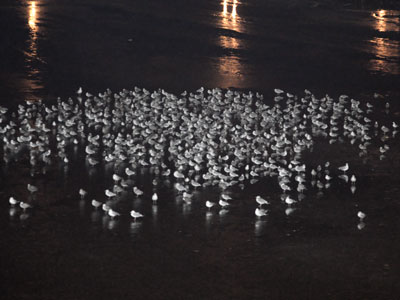 I accidentally discovered where all the gulls go at night.