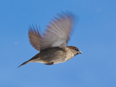 A bird`s downy feathers help it survive the winter cold.