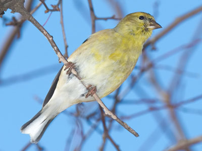 Birds also just DO LESS in winter.  I like that strategy.