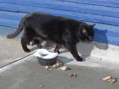 The cat seems uninterested in its yummy bowl of ice.