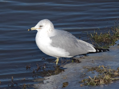 The water is warmer than the ice, but not by much.