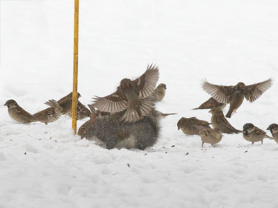 Birds remind the squirrel who the bird feeder is for.