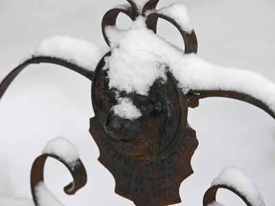 Lions don`t like snow.