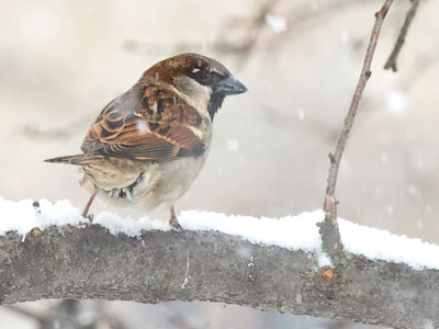 First it snowed, and then later it snowed some more.