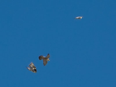 Falcons fighting noisily high above downtown Dayton.  When there are THREE in a relationship, it`s trouble.