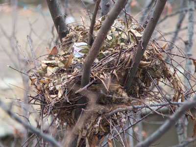 This isn`t a bird`s nest.  It`s a drey and squirrels live in it.