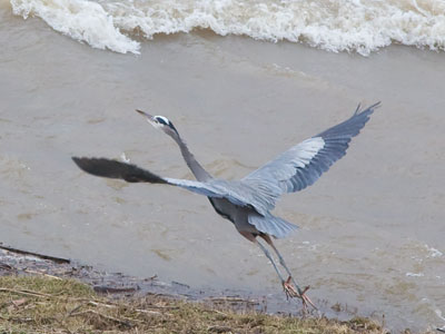 Herons don`t like people, so this was a brief encounter.