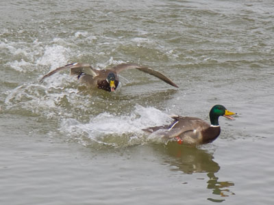 There was one too many males, so it means trouble (see January 19 above).