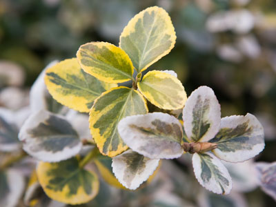 Not everything is dead.