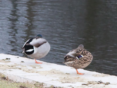 This morning I got up before everyone else.