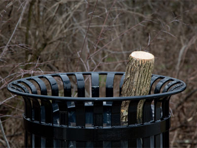 I`m glad to see this is a well-managed forest.