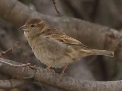 Little birds like this appeared to be nesting in between large stones on the ground.  It`s warmer than the trees.
