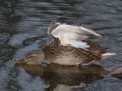 `OOOHHHHH that`s cold!`