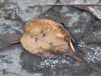 We really need to get a different groundhog.