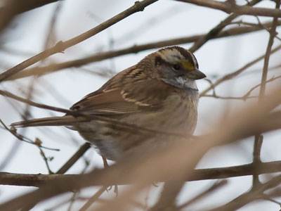 No robins or cardinals -- just a few skittish sparrows.