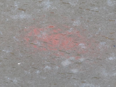 There were also a few goldfish under the ice.