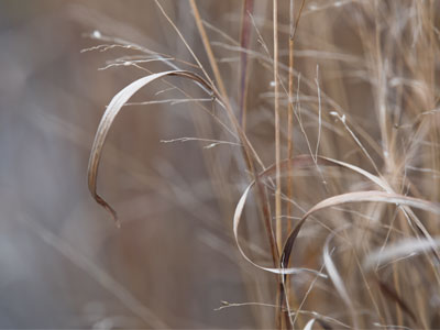 Even in winter, Smith Garden never disappoints.
