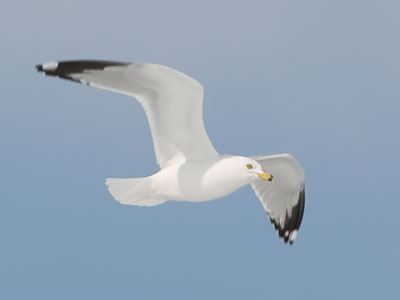 I saw a shadow moving across the snow, so I looked up.