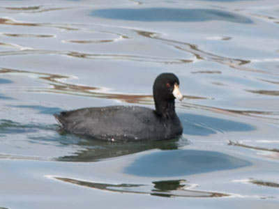 If you were an American coot from northern Canada, you`d fly to Ohio and think it`s warm enough to swim.