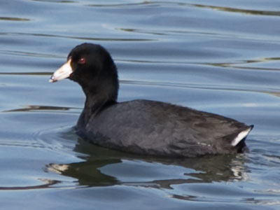 Same old coot from February 7.  I wish it had a mate.