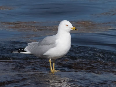 I walked a long way toward this gull, thinking `It`s not just going to stand there and wait for me.`  But it did.