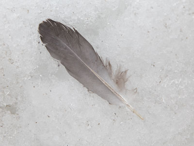 Winter is for the birds.