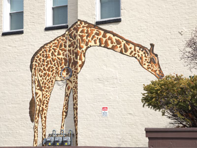 It`s rare to see a giraffe in downtown Dayton.