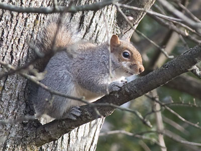 Not one bird was visible, but the squirrels were active.