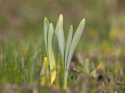 You are the promised kiss of springtime that makes the lonely winter seem long.  OSCAR HAMMERSTEIN II