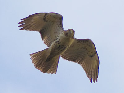 It was obvious that I was the subject of its scrutiny.