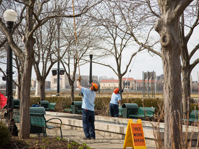 It was a good day to trim a tree or two.