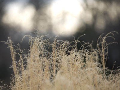 Miniature landscape.