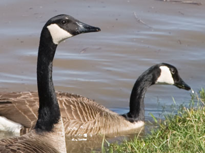 Geese are loyal to and protective of their mates for life.