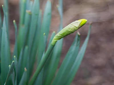 Coming soon:  daffodils.