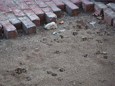 The entire street is a litter box for neighborhood cats.