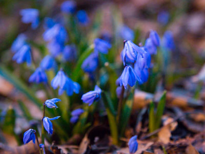 Spring isn`t waiting for spring this year.